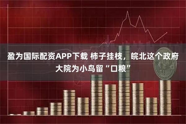 盈为国际配资APP下载 柿子挂枝，皖北这个政府大院为小鸟留“口粮”